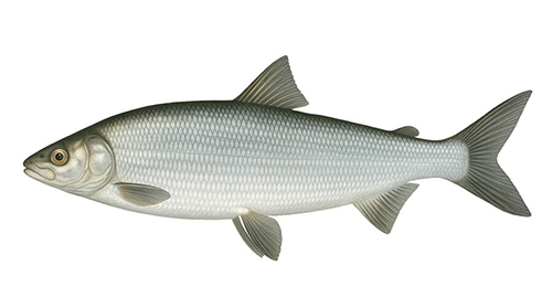 European whitefish - Fishing Baron game