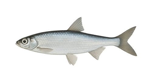 Common bleak - Fishing Baron game
