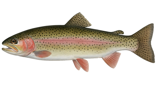 Trout - Fishing Baron game