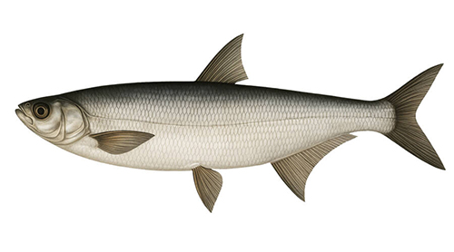 Pelecus cultratus - Fishing Baron game