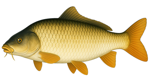 European carp - Fishing Baron game