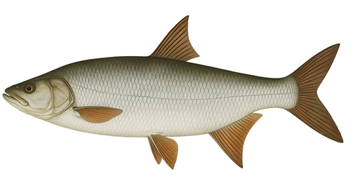 Asp - Fishing Baron game