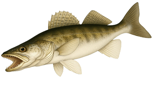 Zander - Fishing Baron game