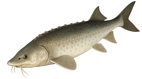 Beluga sturgeon - Fishing Baron game