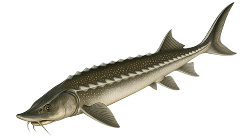 Starry sturgeon - Fishing Baron game