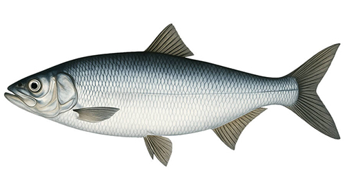 Pontic shad - Fishing Baron game