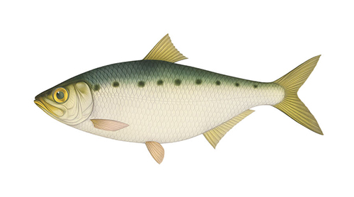 Alosinae - Fishing Baron game