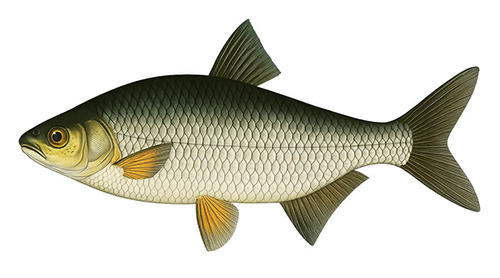 Vimba vimba - Fishing Baron game
