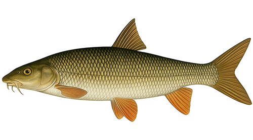 Common barbel - Fishing Baron game
