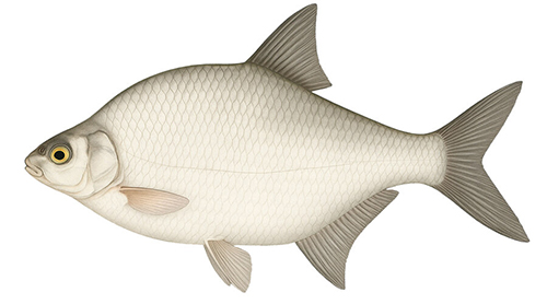 Small common bream - Fishing Baron game