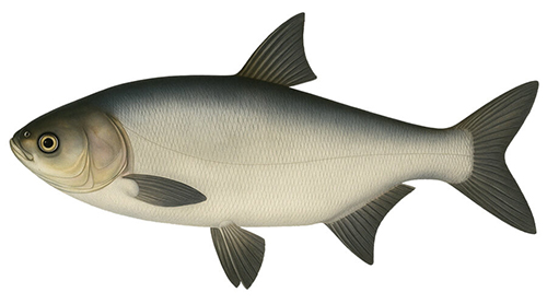 Hypophthalmichthys - Fishing Baron game