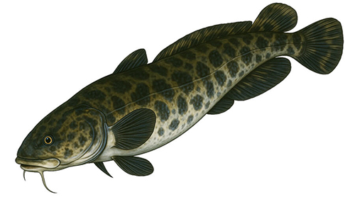 Burbot - Fishing Baron game