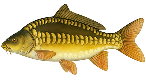 Mirror carp - Fishing Baron game