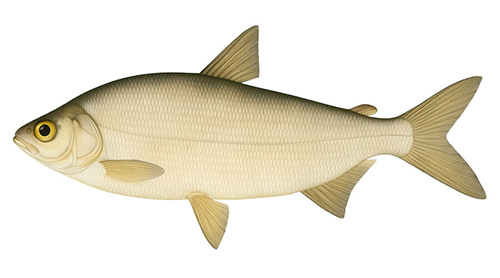 Peled - Fishing Baron game