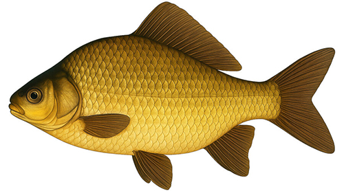 Crucian carp - Fishing Baron game