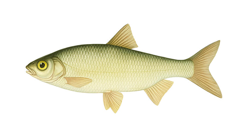 Common dace - Fishing Baron game
