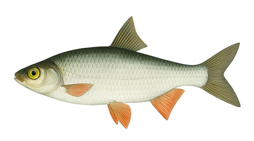 Siberian roach - Fishing Baron game
