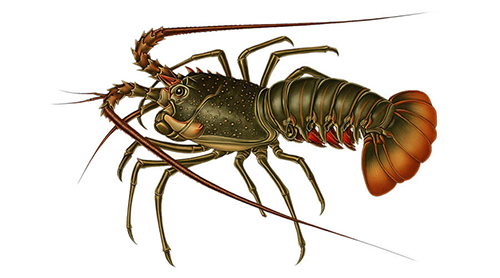Spiny Lobster - Fishing Baron game