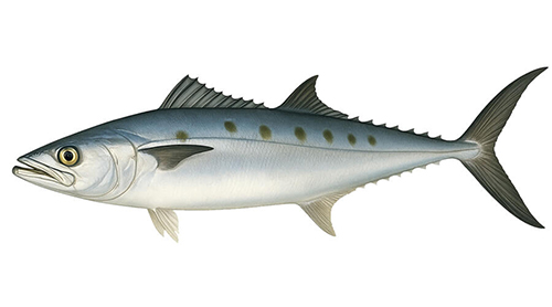 Spanish Mackerel - Fishing Baron game