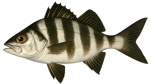 Banded Rudderfish - Fishing Baron game