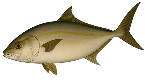 Greater Amberjack - Fishing Baron game