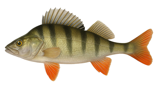 European perch - Fishing Baron game