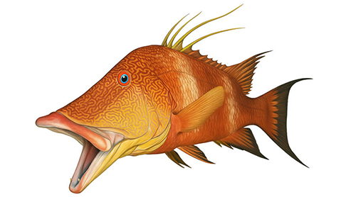Hogfish - Fishing Baron game