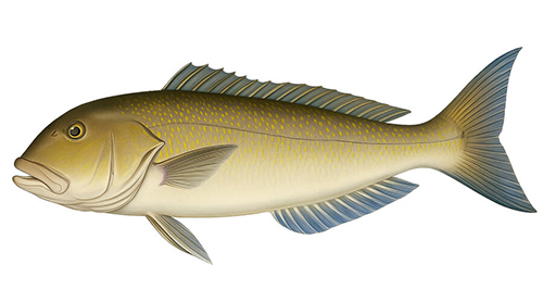 Golden Tilefish - Fishing Baron game