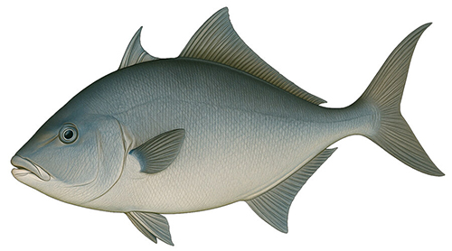 Gray Triggerfish - Fishing Baron game