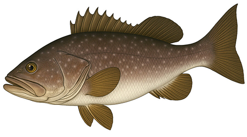 Warsaw Grouper - Fishing Baron game