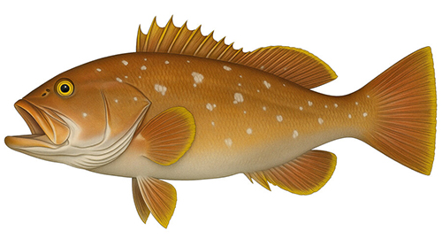 Yellowedge Grouper - Fishing Baron game