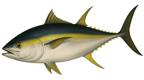 Yellowfin tuna - Fishing Baron game