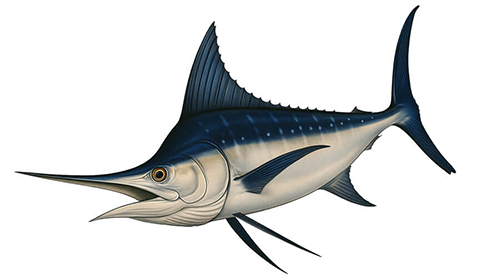 Blue marlin - Fishing Baron game