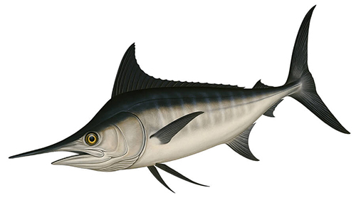 White marlin - Fishing Baron game