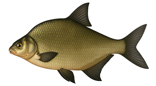 Common bream - Fishing Baron game