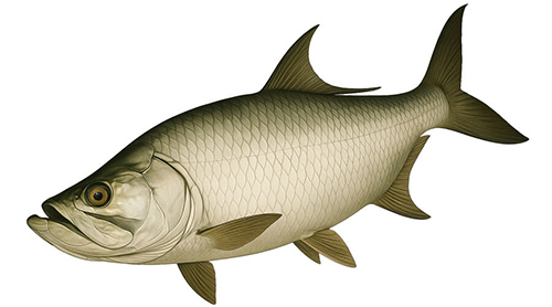 Tarpon - Fishing Baron game