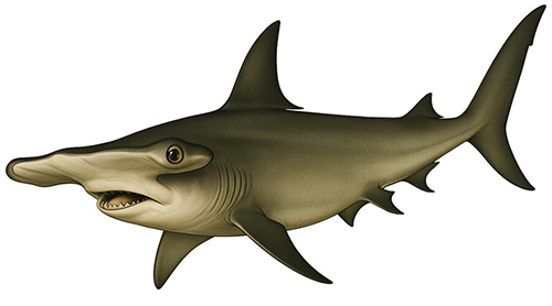 Hammerhead shark - Fishing Baron game