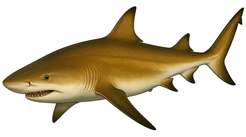 Lemon shark - Fishing Baron game