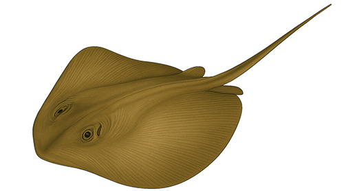 Southern Stingray - Fishing Baron game