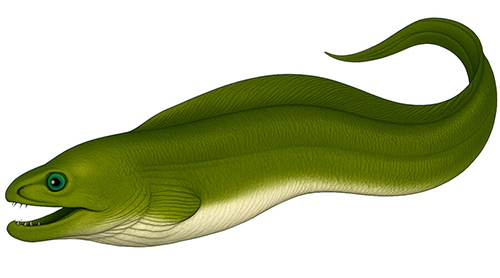 Green moray - Fishing Baron game