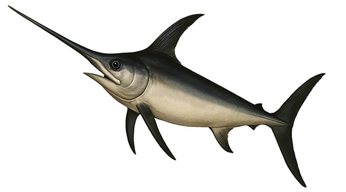 Swordfish - Fishing Baron game