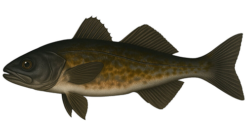 Sablefish - Fishing Baron game