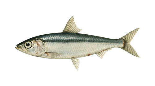 Peruvian anchoveta - Fishing Baron game