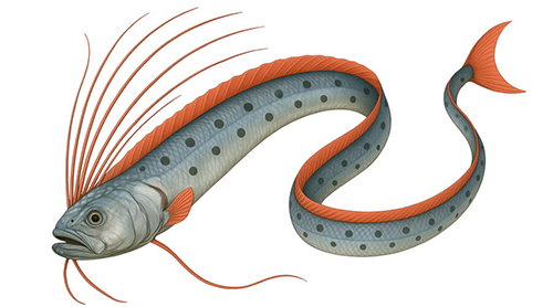 Giant oarfish - Fishing Baron game