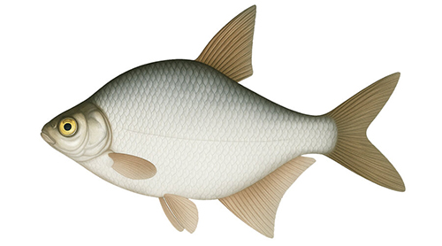 White bream - Fishing Baron game