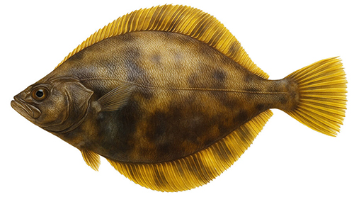 Yellowfin sole - Fishing Baron game