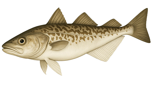 Alaska pollock - Fishing Baron game