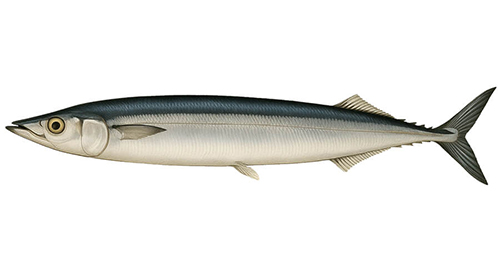 Pacific saury - Fishing Baron game