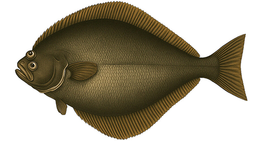 Greenland halibut - Fishing Baron game