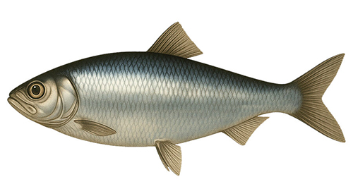 Pacific herring - Fishing Baron game